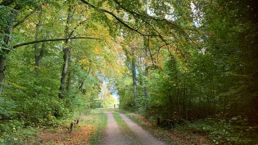 Lundsgård Skove