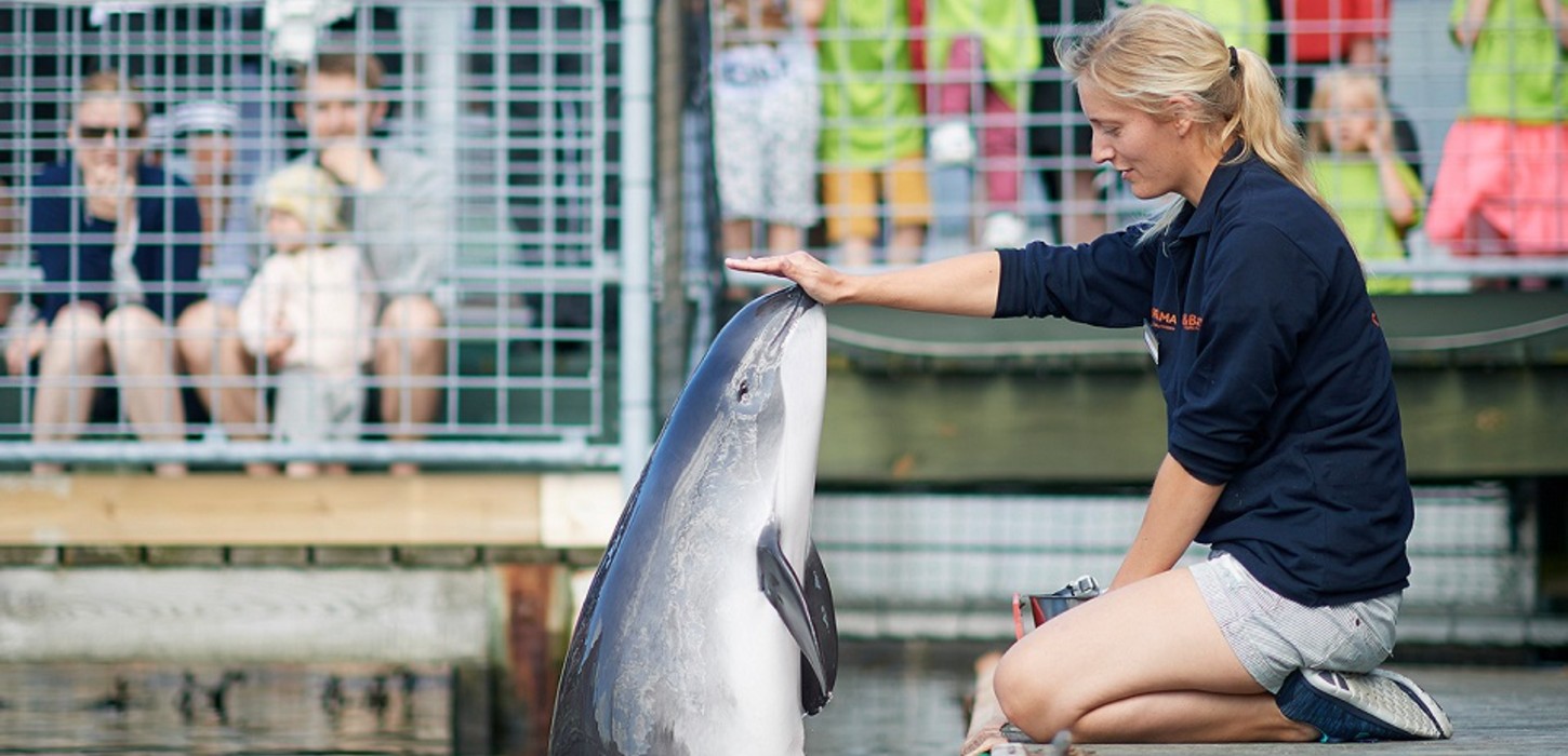 Marsvin i Fjord & Bælt centret