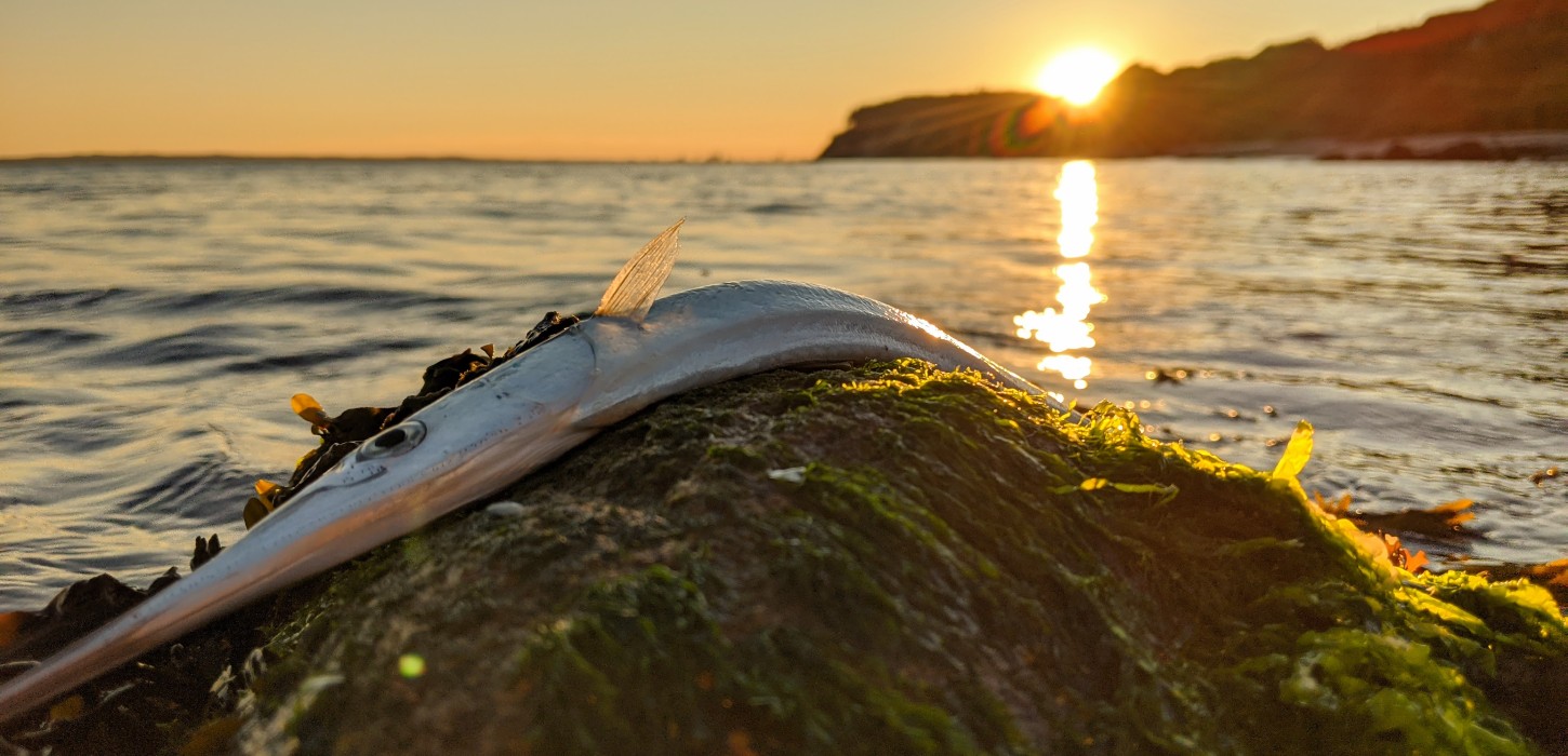 Hornfisk fra fishingindenmark