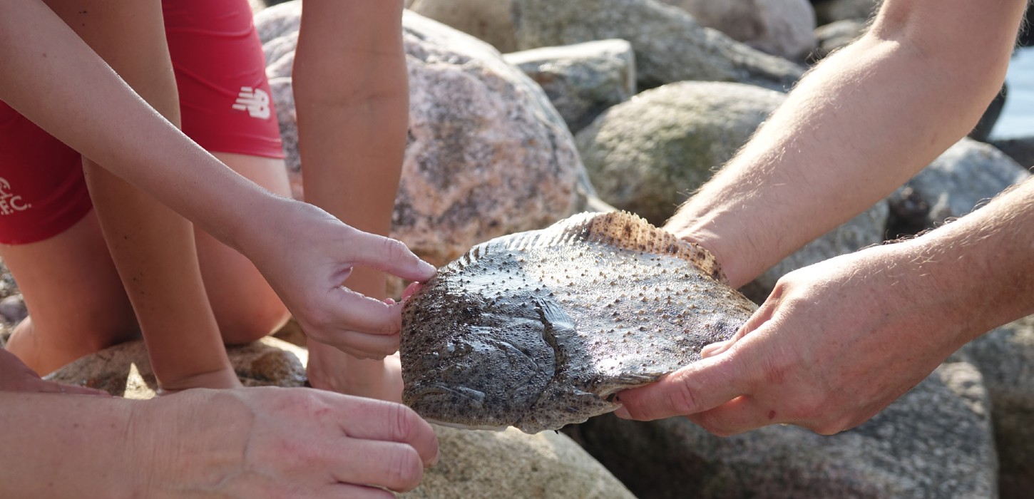 Pighvar fra fishingindenmark