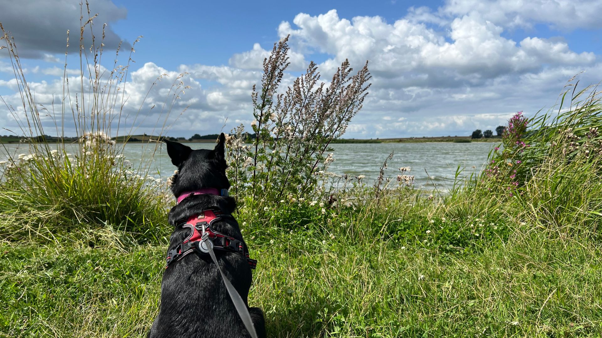 Hund i snor ved Sybergland med græs og sø i baggrunden.