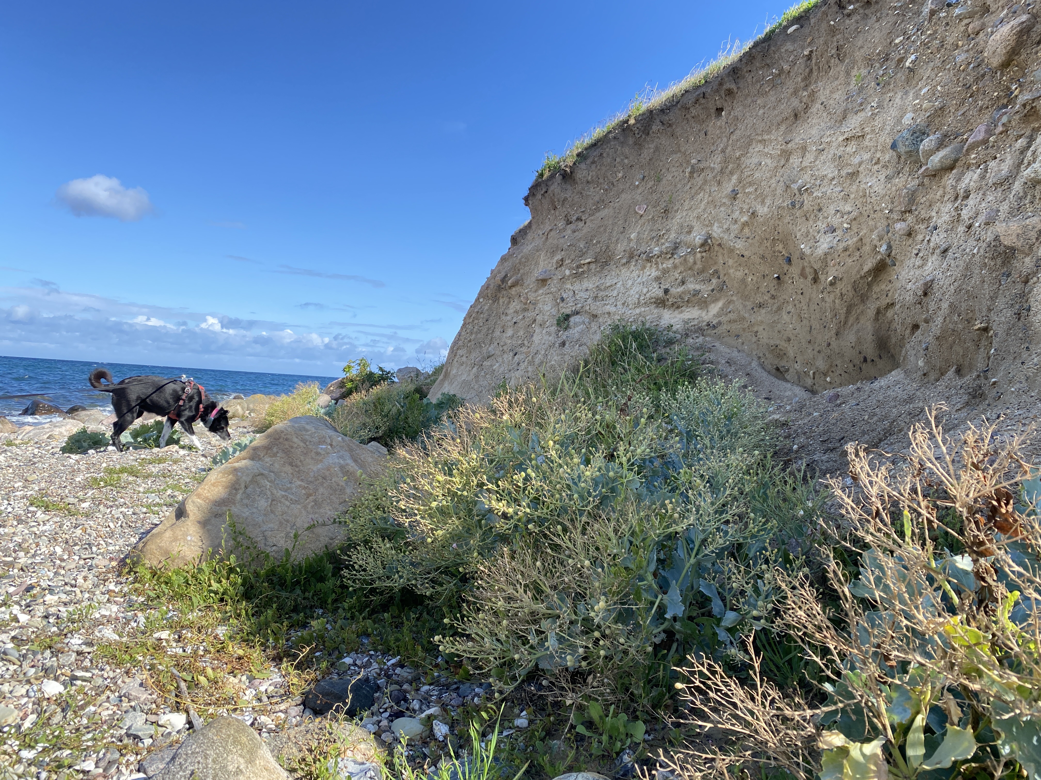 Hund på stranden ved Fynshoved